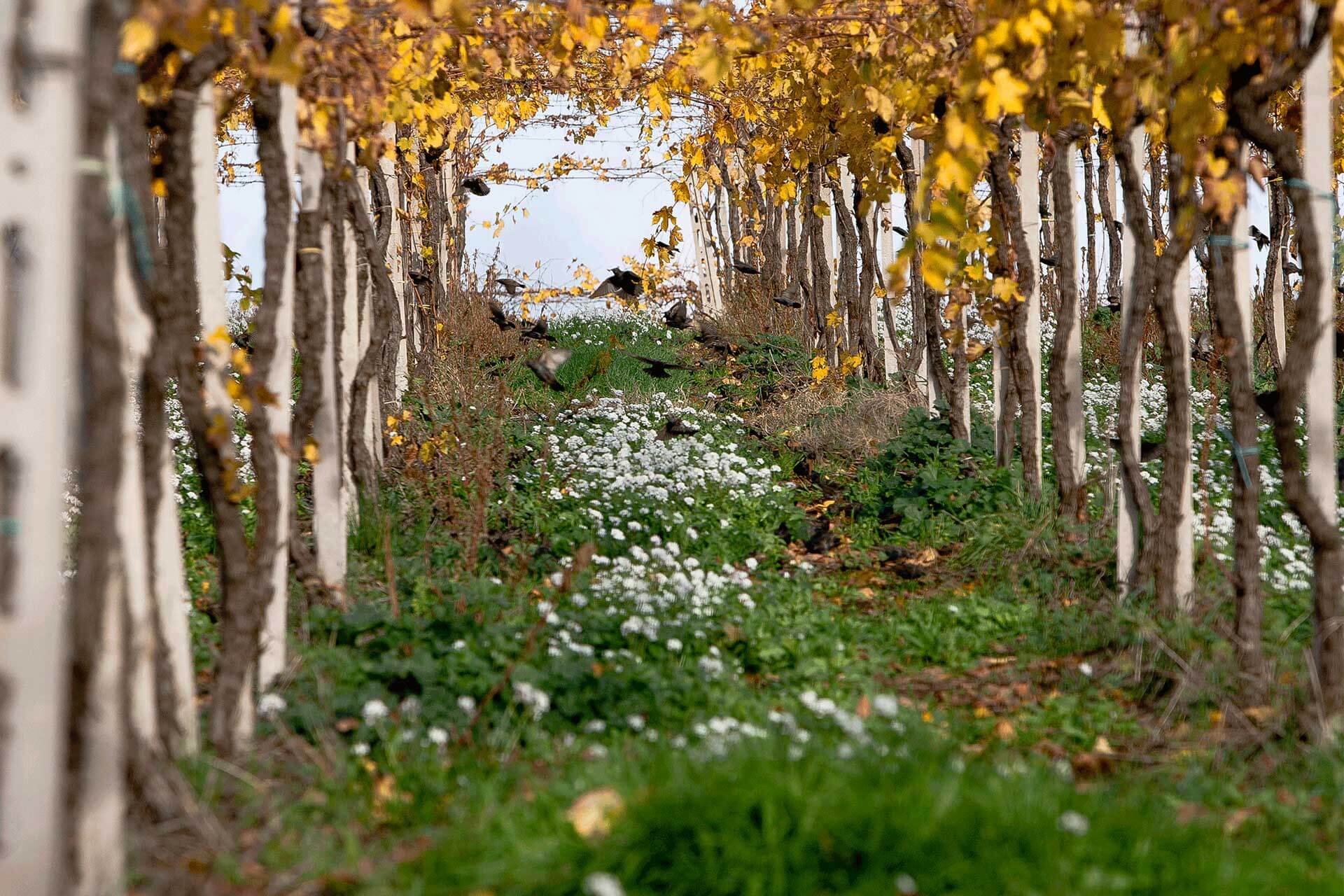 autunno-campi-uccelli>