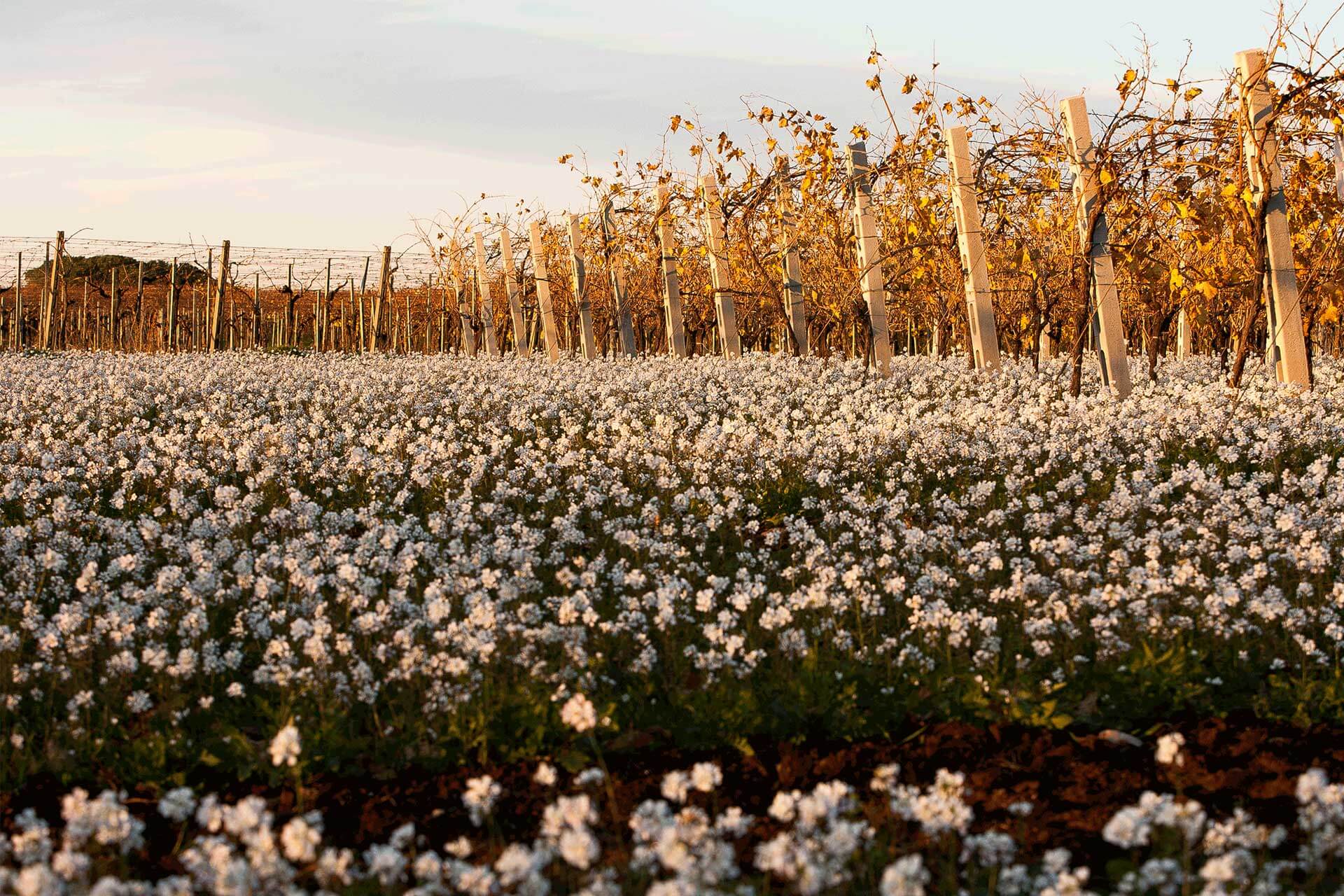 autunno-campo-fiori>