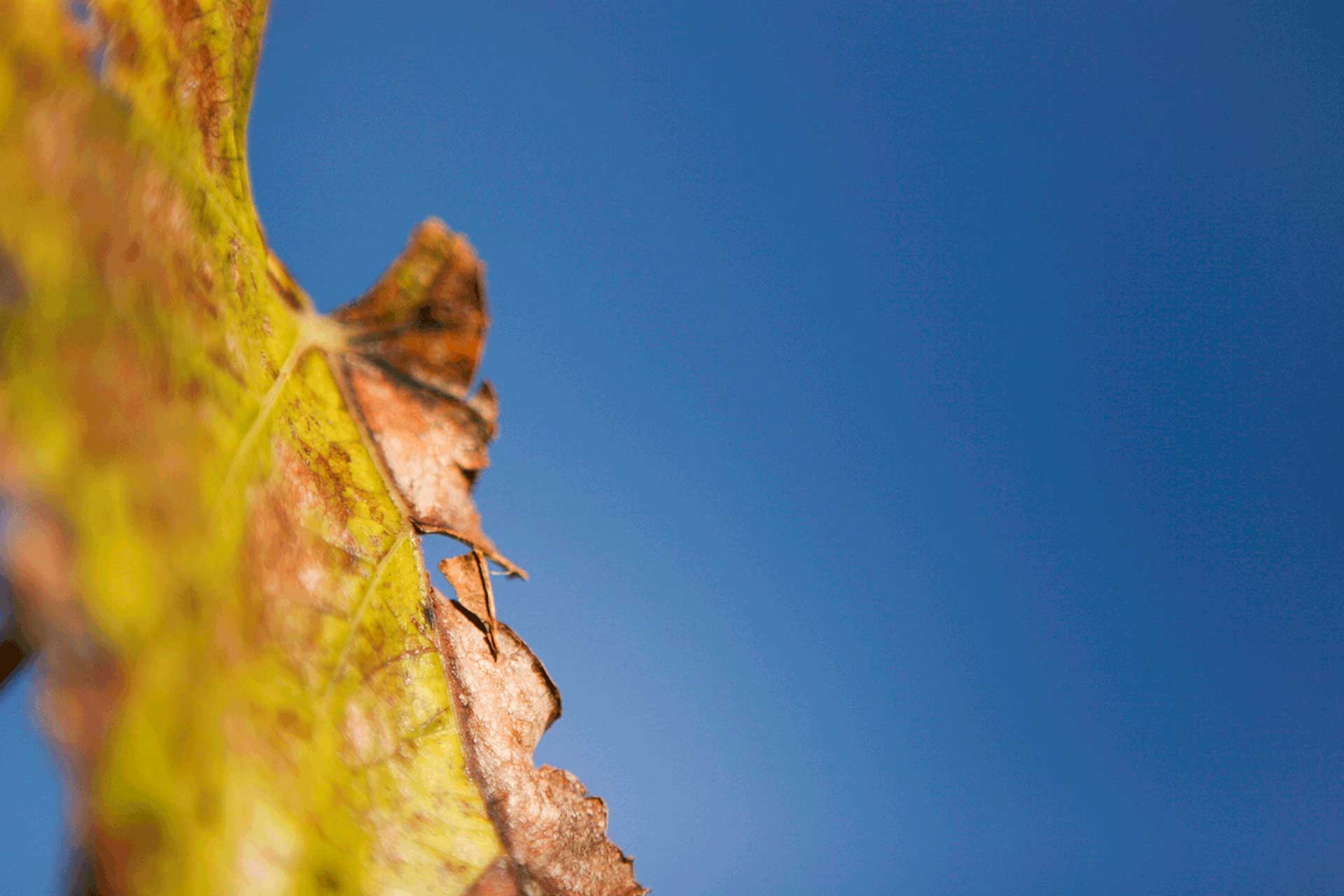 autunno-foglia-particolare>