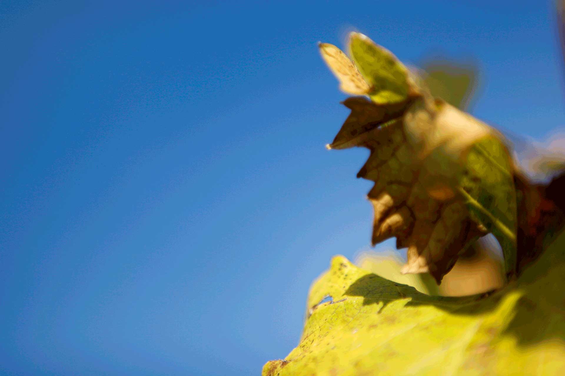 autunno-foglia-sfumata>