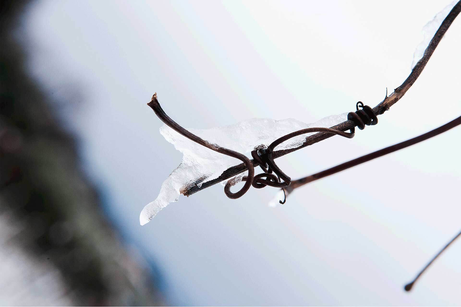 inverno-ghiaccio-ramo>