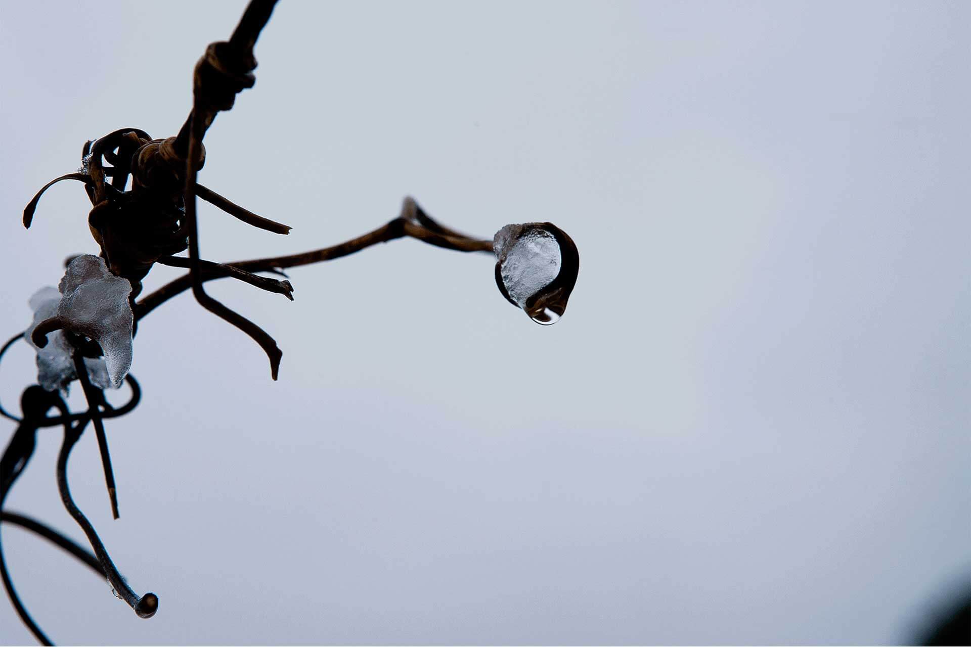 inverno-ramo-ghiacciato>