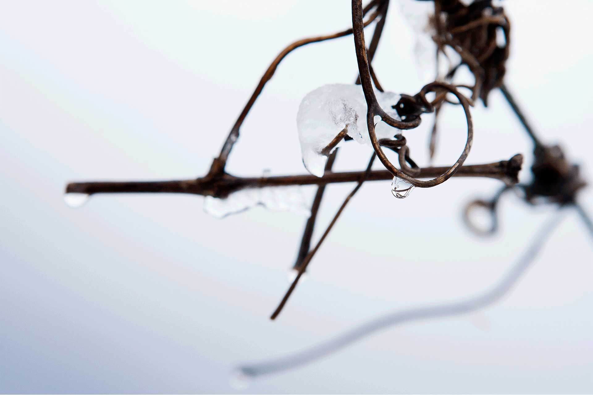 inverno-ramo-ghiaccio>