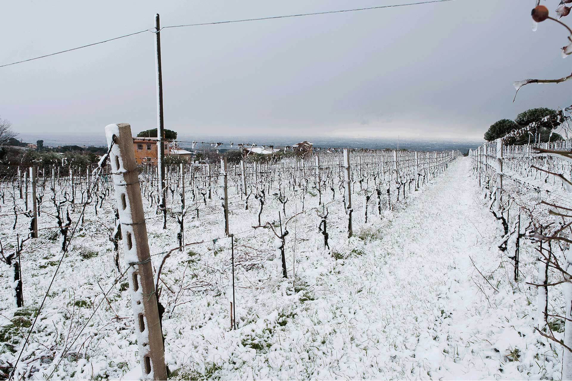 inverno-vite-neve>